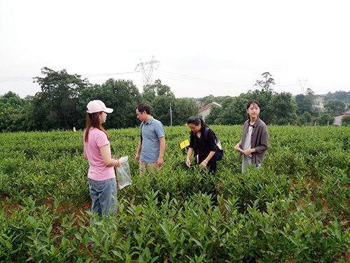 長沙云游茶業(yè)有限公司,湖南綠茶,紅茶價格,長沙毛尖批發(fā),云游陶餈禮盒,云游茶業(yè)