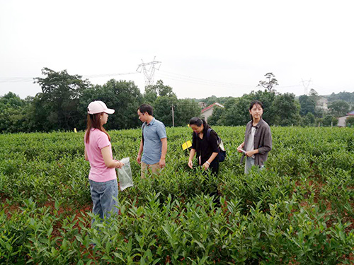長沙云游茶業(yè)有限公司,湖南綠茶,紅茶價格,長沙毛尖批發(fā),云游陶餈禮盒,云游茶業(yè)